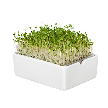 Heimgart Porzellanschale mit Kohlrabi Microgreens