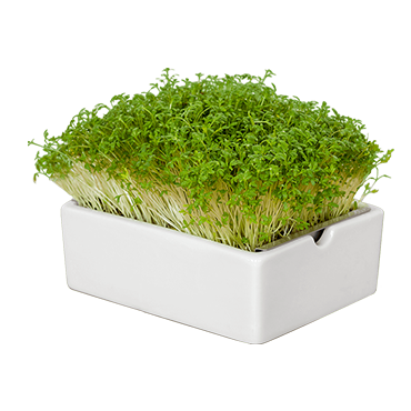 Heimgart Porzellanschale mit Gartenkresse Microgreens