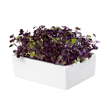 Heimgart Porzellanschale mit Radies Rambo Microgreens
