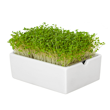 Heimgart Porzellanschale mit Rauke Microgreens