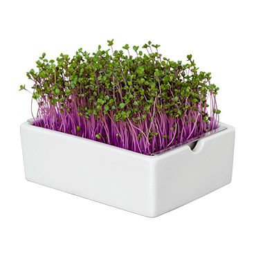 Heimgart Porzellanschale mit Rotkohl Microgreens