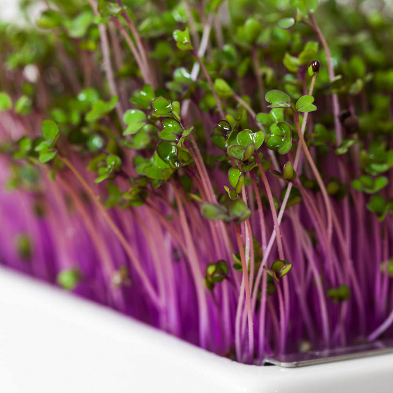 Red cabbage microgreens seeds